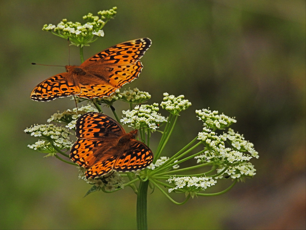 Butterflies on Wildflowers by janeandcharlie