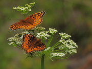 6th Jul 2020 - Butterflies on Wildflowers