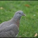 RK3_0425 Young wood pigeon by rosiekind