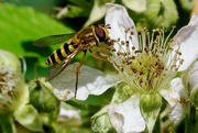6th Jul 2020 - HOVER-FLY ON BRAMBLE