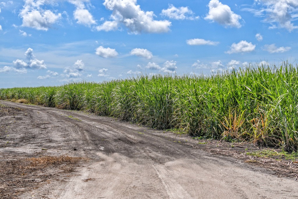 Miles and miles of sugarcane by danette