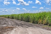6th Jul 2020 - Miles and miles of sugarcane