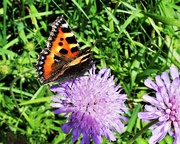 4th Jul 2020 - Tortoiseshell and scabious