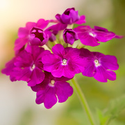 3rd Jul 2020 - purple flower
