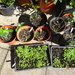seedlings and rose cuttings. by arthurclark