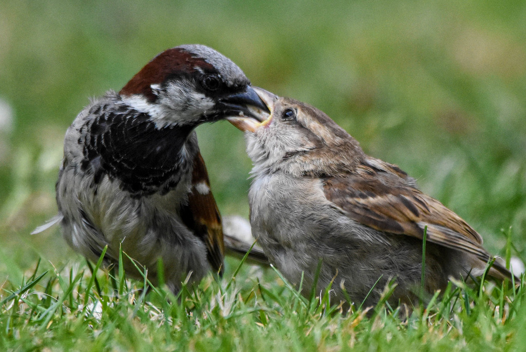 It's the Sparrows feeding time today by stevejacob