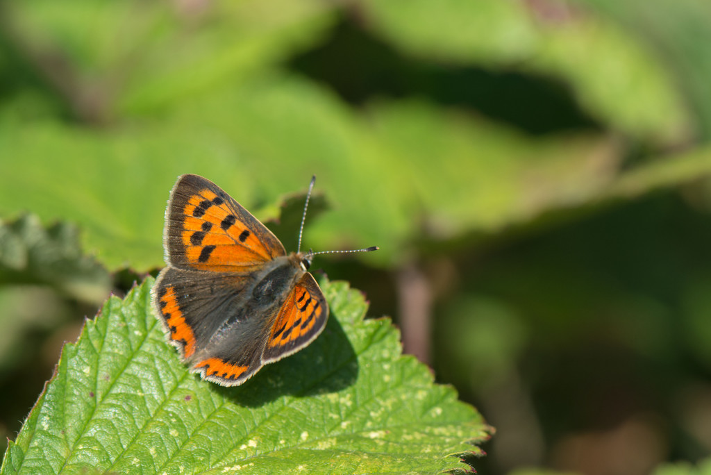 Small copper butterfly by rumpelstiltskin