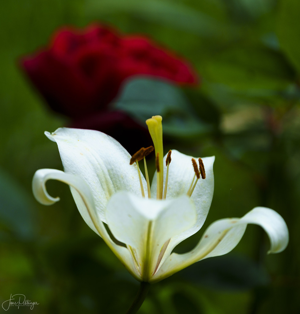 Lily and Rose  by jgpittenger
