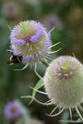 4th Jul 2020 - thistles