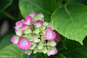 5th Jul 2020 - hydrangea