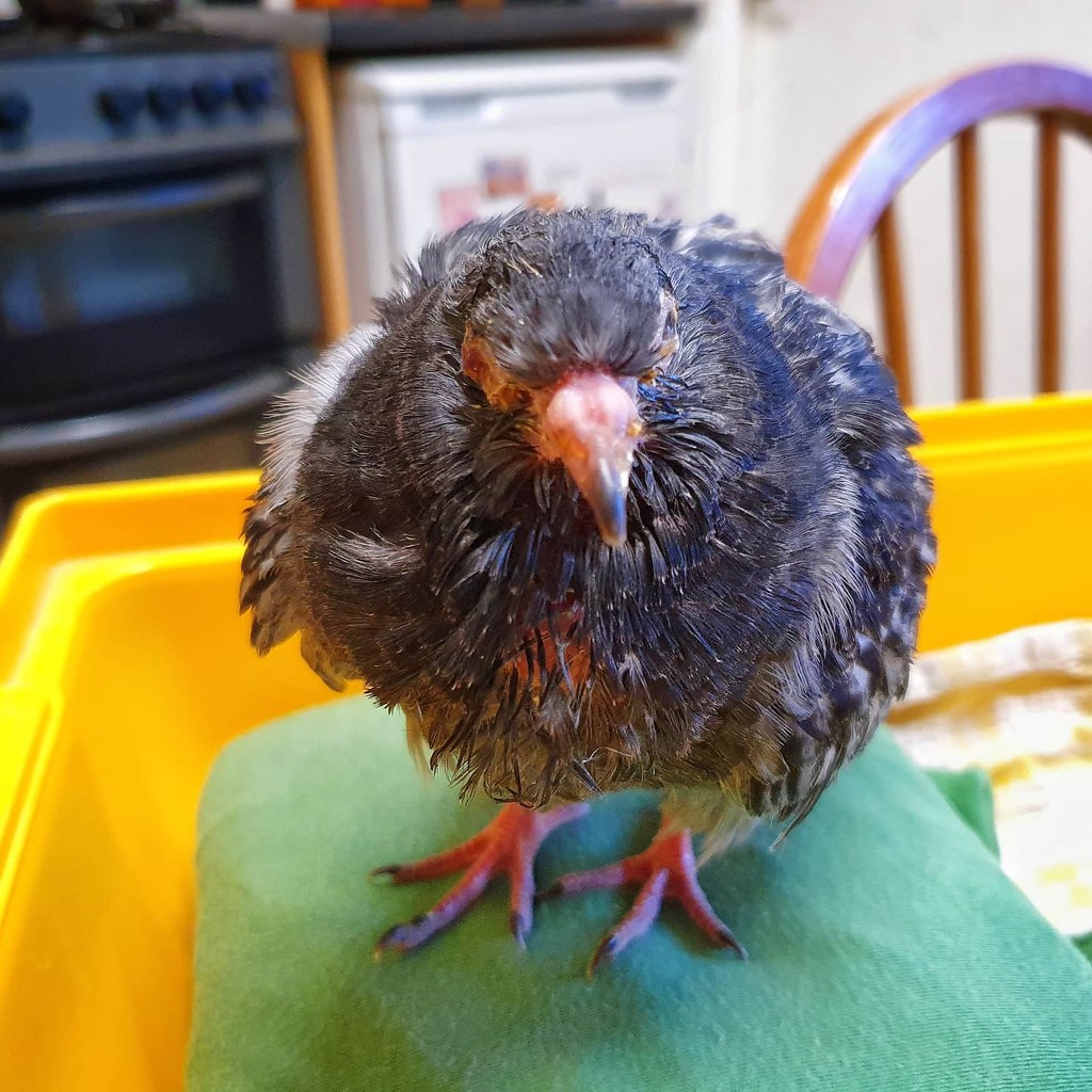 We seem to have acquired a new pigeon guest. He's called Morris as he was found at Morrisons. His eyes need treating, he's undernourished and generally frail. Hopefully we'll be able to fix the poor thing up. I've never held a pigeon that's so light before. by isaacsnek