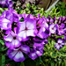 Purple Phlox by beryl