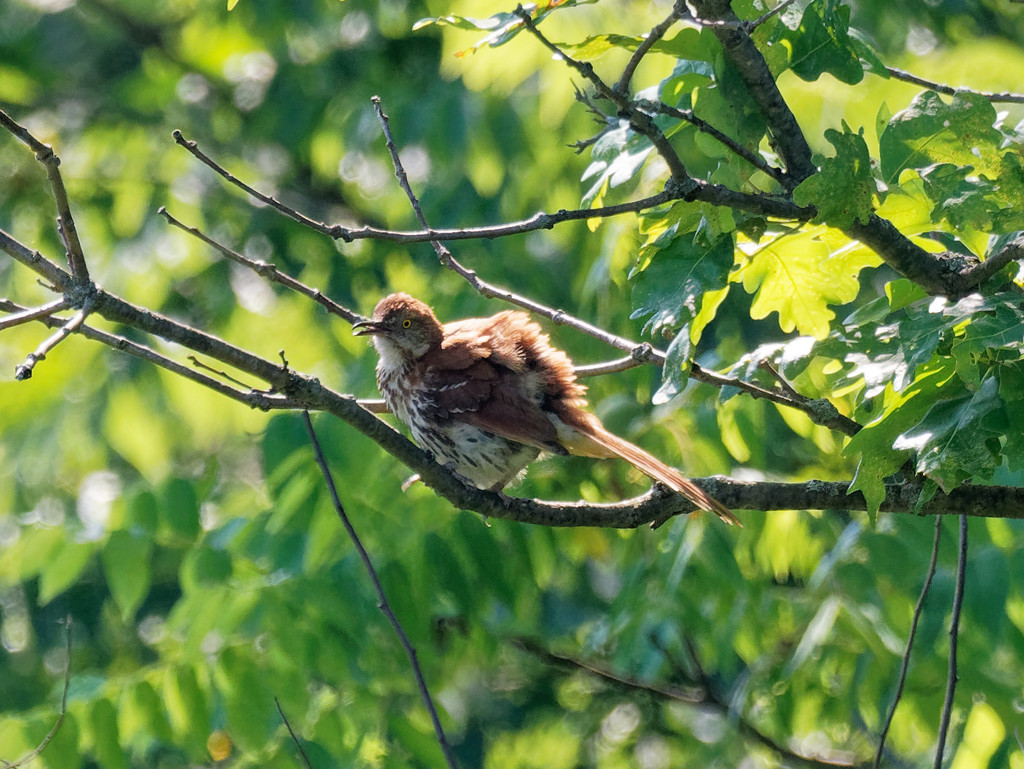 brown thrasher by rminer