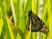 6th Jul 2020 - monarch butterfly