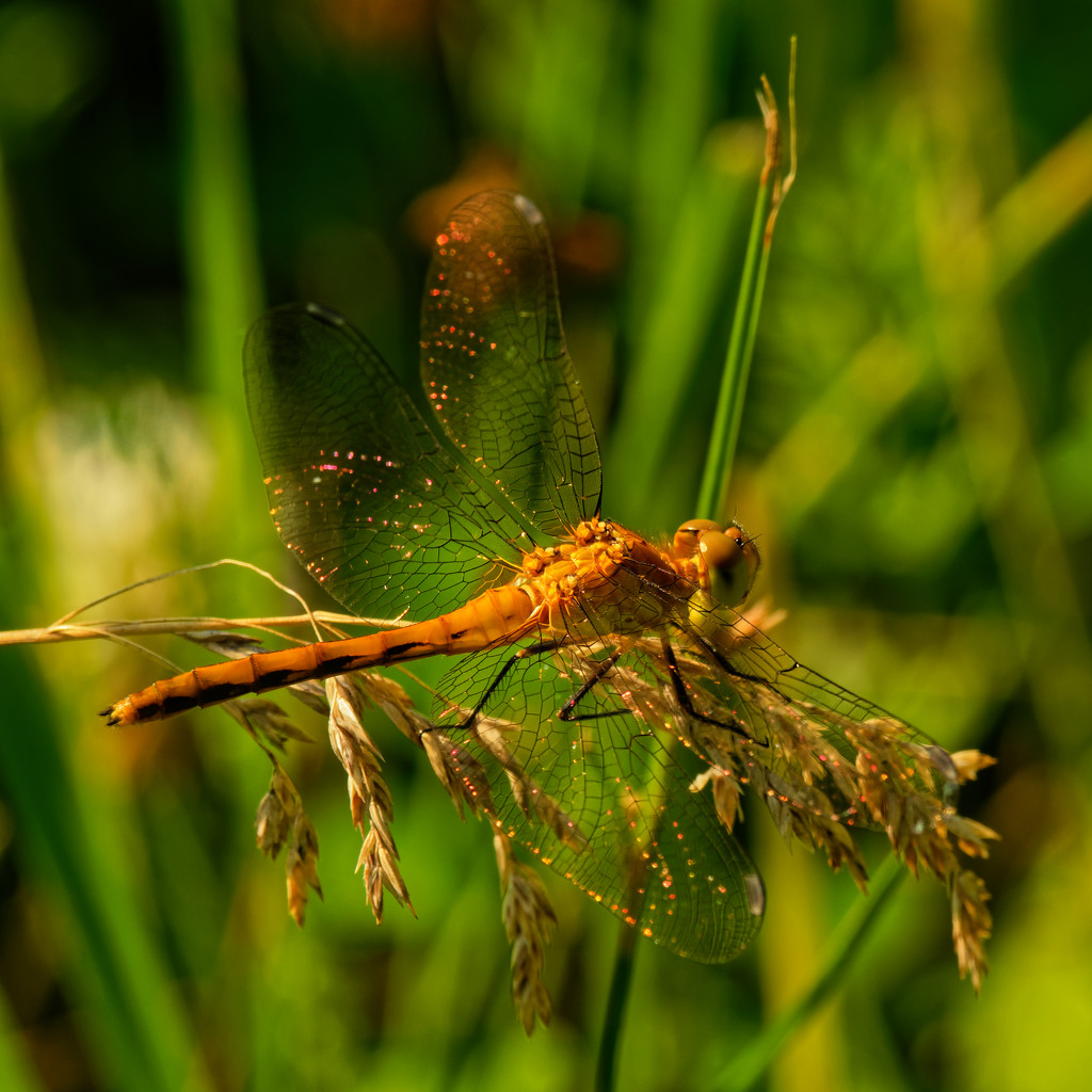 ruby meadowhawk dragonfly  by rminer