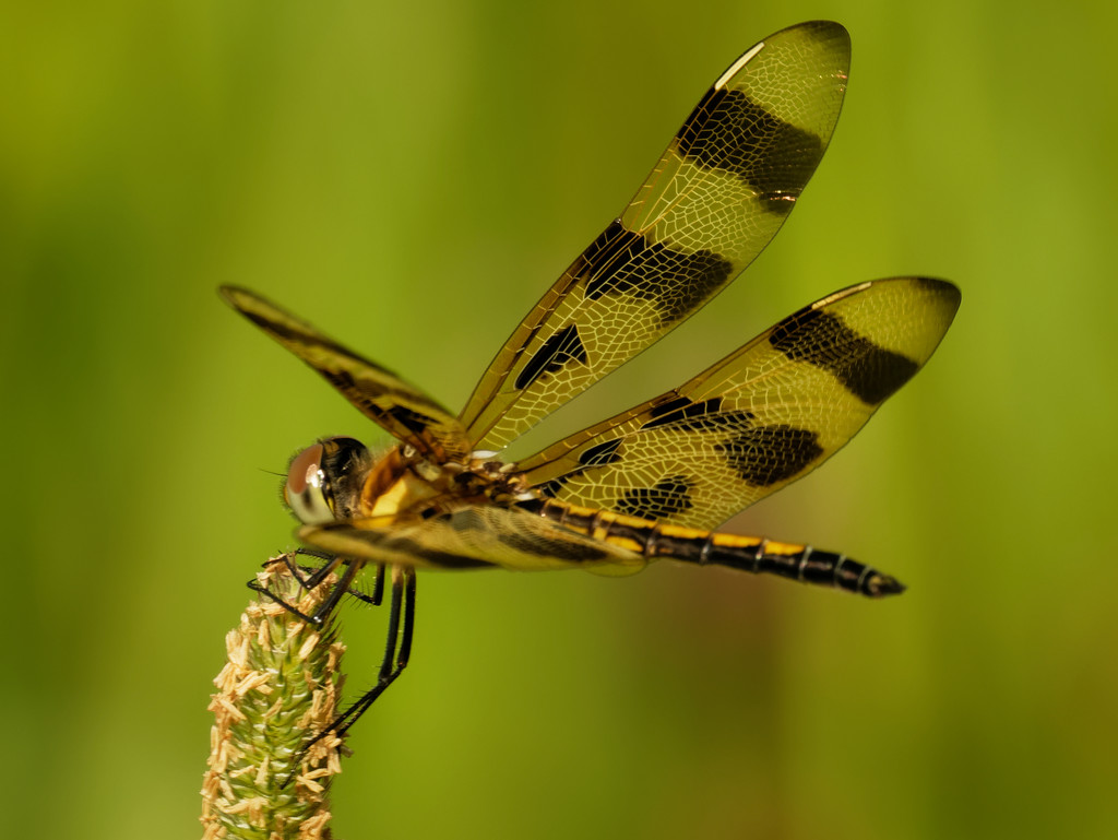 Halloween Pennant dragonfly  by rminer
