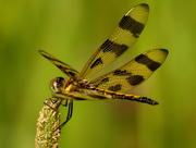 6th Jul 2020 - Halloween Pennant dragonfly 