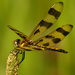 Halloween Pennant dragonfly  by rminer