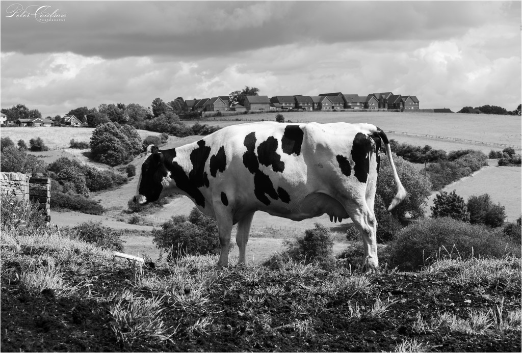 Black & White Cow by pcoulson