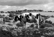 6th Jul 2020 - Black & White Cow