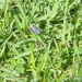 Blue Butterfly by sfeldphotos