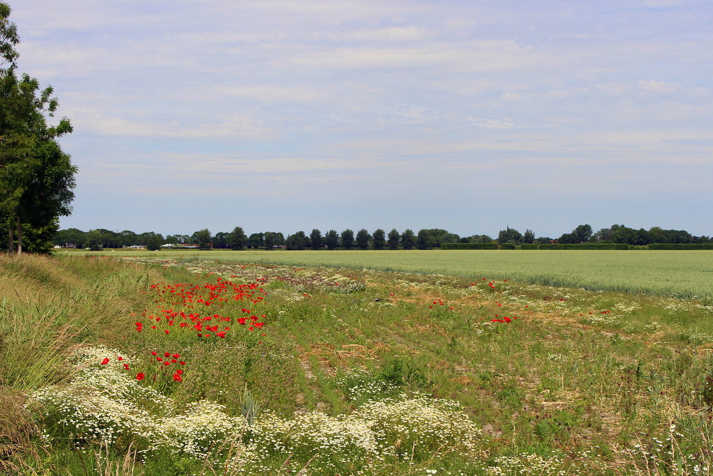 A flower verge beside the wheat field  by pyrrhula