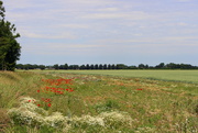 6th Jul 2020 - A flower verge beside the wheat field 