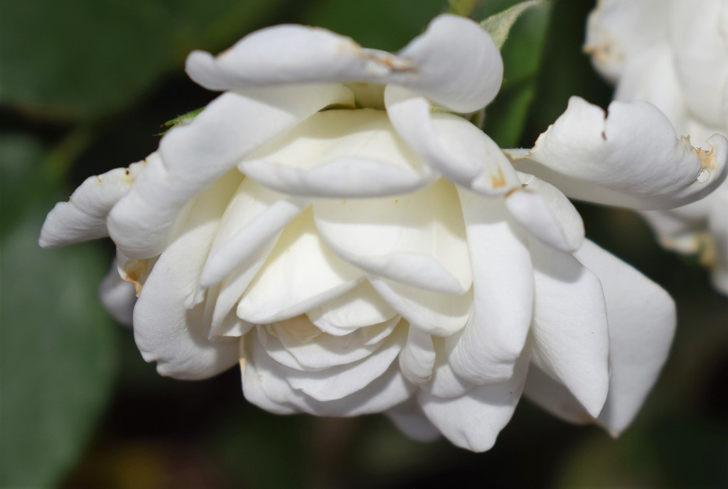 Rose White by sandlily