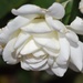 Rose White by sandlily