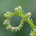 Fern circle by inthecloud5