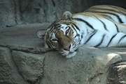 4th Jul 2020 - Tiger Relaxing