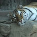 Tiger Relaxing by randy23