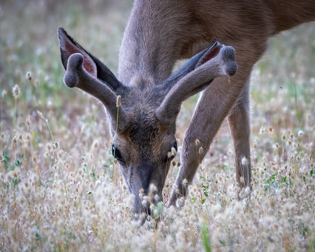 Deer by nicoleweg