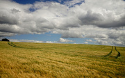 5th Jul 2020 - Redhill Wheat Field Patterns