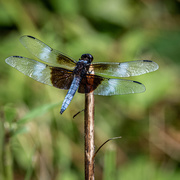 6th Jul 2020 - Dragonfly Posing