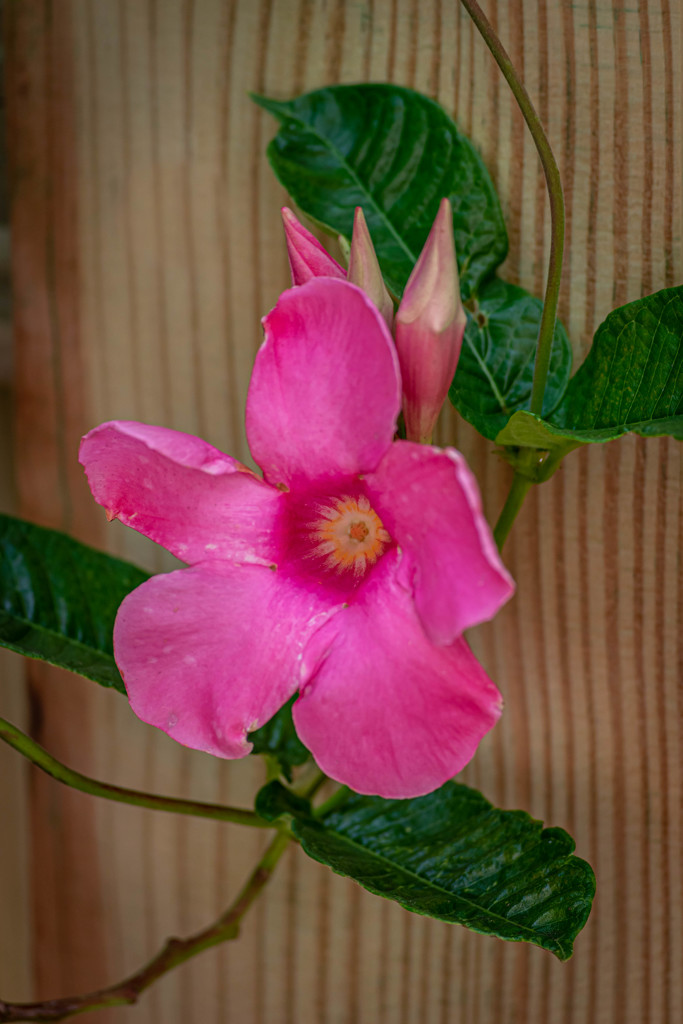 Mandevilla in Bloom with Buds by marylandgirl58
