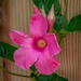 Mandevilla in Bloom with Buds by marylandgirl58