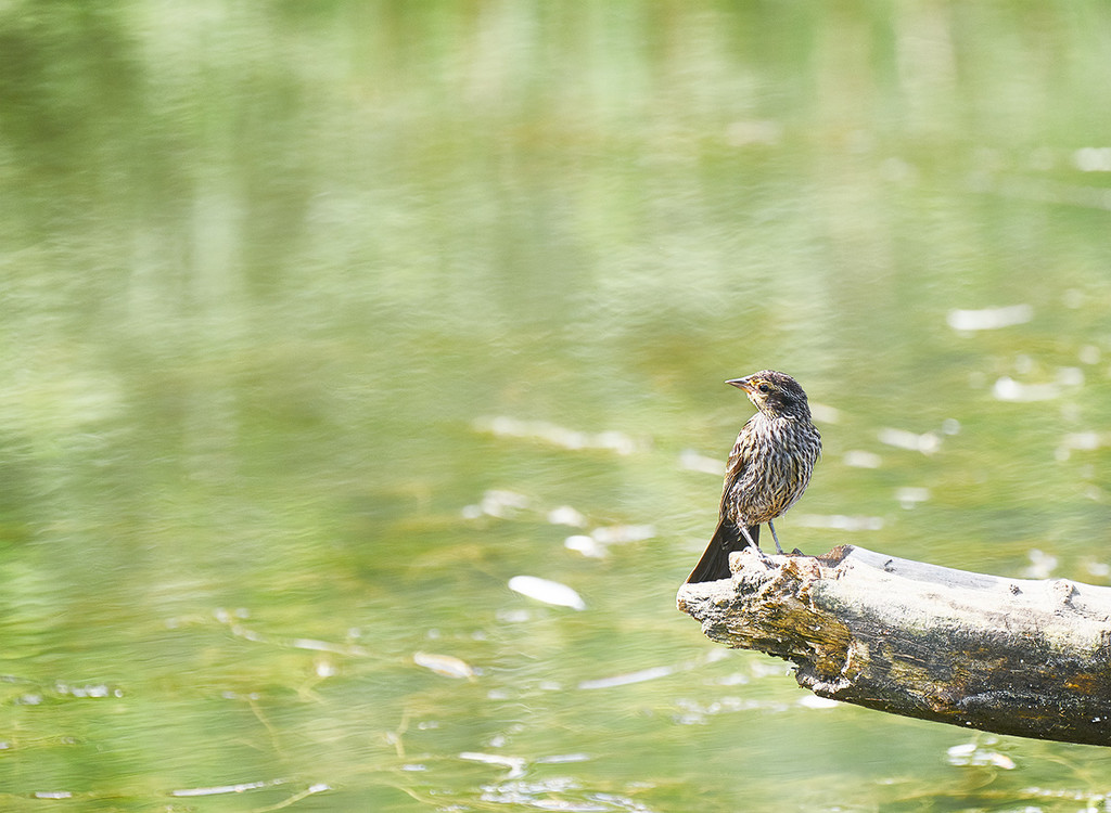 Little Bird, Big Pond by gardencat