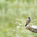 Little Bird, Big Pond by gardencat
