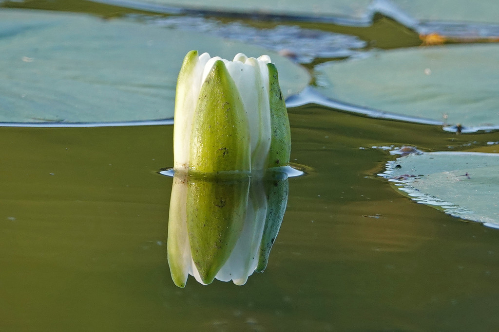 Water Lily by annepann