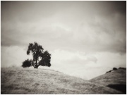 6th Jul 2020 - Lone Tree