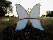 7th Jul 2020 - The blue glass butterfly