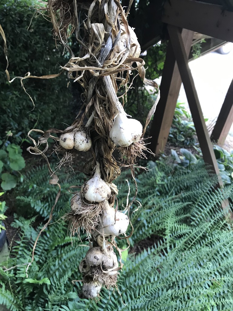 Garlic Harvest by gratitudeyear