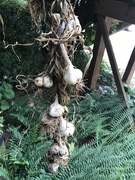 6th Jul 2020 - Garlic Harvest