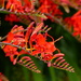 Crocosmia  by foxes37