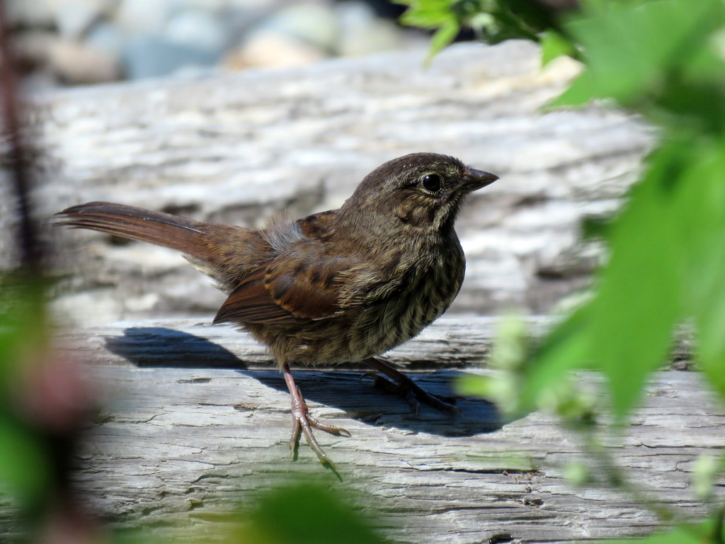 Tiny Sparrow by seattlite