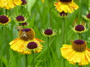 7th Jul 2020 - Busy Bees
