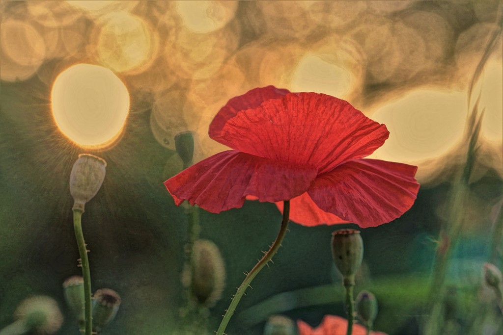 Sunset Poppy by lynnz