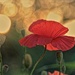 Sunset Poppy by lynnz