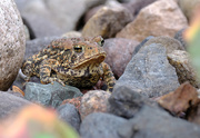 6th Jul 2020 - Toad/Frog